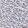 Anti-Dimethyl-Histone H3 (Lys27) Rabbit mAb