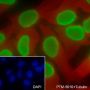 Anti-Dimethyl-Histone H3 (Lys27) Rabbit mAb