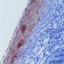 Anti-Keratin 4 Rabbit mAb