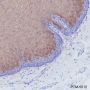 Anti-Keratin 4 Rabbit mAb