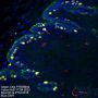 Anti-Keratin 4 Rabbit mAb