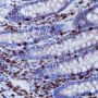 Anti-CD3 epsilon Rabbit mAb