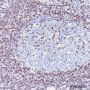 Anti-CD3 epsilon Rabbit mAb