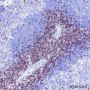 Anti-CD3 epsilon Rabbit mAb