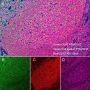 Anti-CD3 epsilon Rabbit mAb