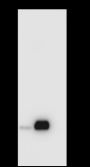 Anti-CD3 epsilon Rabbit mAb