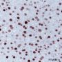 Anti-MSH6 Rabbit mAb