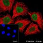 Anti-MSH6 Rabbit mAb