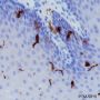 Anti-CD1a Rabbit mAb