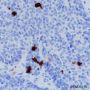 Anti-CD1a Rabbit mAb