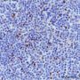 Anti-FOXP3 Rabbit mAb
