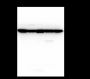 Anti-beta Actin Mouse mAb