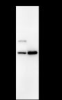 Anti-beta Actin Mouse mAb