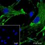 Anti-beta Actin Mouse mAb