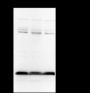 Anti-Trimethyl-Histone H3 (Lys4) Mouse mAb