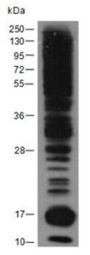 Anti-Crotonyllysine Mouse mAb