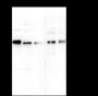 Anti-IkB alpha Mouse mAb
