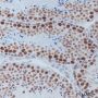 Anti-SIRT1 Mouse mAb