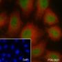 Anti-SIRT1 Mouse mAb