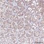 Anti-E-Cadherin Mouse mAb
