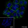 Anti-E-Cadherin Mouse mAb