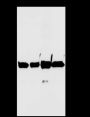 Anti-alpha Skeletal Muscle Actin Rabbit mAb
