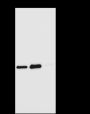 Anti-alpha Skeletal Muscle Actin Rabbit mAb