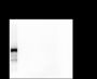 Anti-PSD95 Mouse mAb