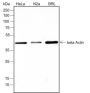 Anti-beta Actin Rabbit mAb