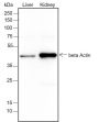 Anti-beta Actin Rabbit mAb