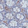 Anti-beta Actin Rabbit mAb