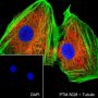 Anti-beta Actin Rabbit mAb