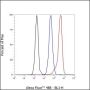 Anti-beta Actin Rabbit mAb