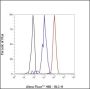 Anti-beta Actin Rabbit mAb
