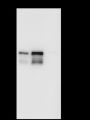 Anti-beta Actin Rabbit mAb