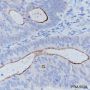 Anti-Villin Rabbit mAb
