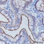 Anti-Villin Rabbit mAb