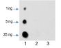 Anti-Crotonyllysine Antibody Conjugated Agarose Beads
