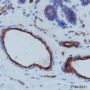 Anti-CD31 Rabbit mAb