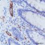 Anti-CD31 Rabbit mAb