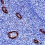 Anti-CD31 Rabbit mAb