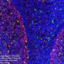Anti-CD31 Rabbit mAb