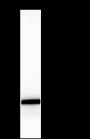 Anti-PAX5 Rabbit mAb