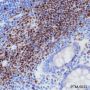 Anti-PAX5 Rabbit mAb