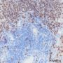 Anti-PAX5 Rabbit mAb