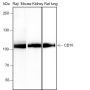 Anti-CD10 Rabbit mAb