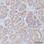Anti-CD10 Rabbit mAb