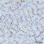 Anti-CD10 Rabbit mAb
