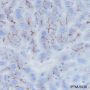 Anti-CD10 Rabbit mAb