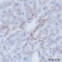Anti-CD10 Rabbit mAb